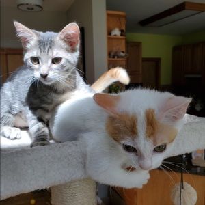 Pics of my kitties ❤️